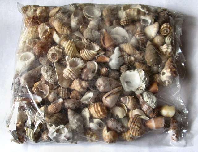 Seashells