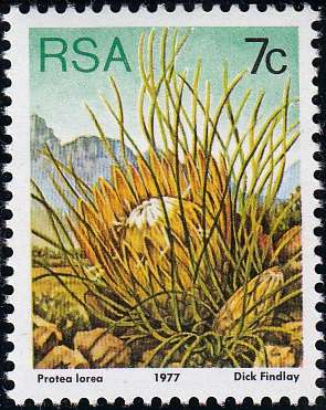 RSA 1980: 3rd DEFINITIVE ISSUE 7c MNH (SACC424a)