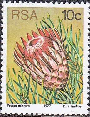 RSA 1982 3rd DEFINITIVE ISSUE 10c MNH (SACC427)