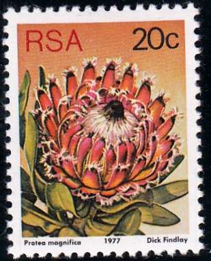 RSA 1982 3rd DEFINITIVE ISSUE 20c MNH (SACC 429b) - glossy paper