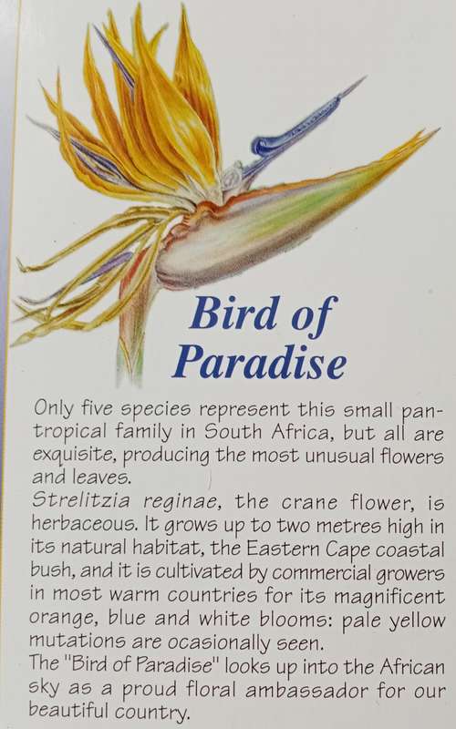 1999 Uncirculated Mint pack set (Strelitzia)