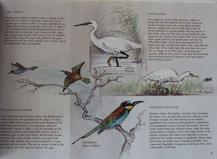 Etosha Experience by Anna Louise and Christine Marais