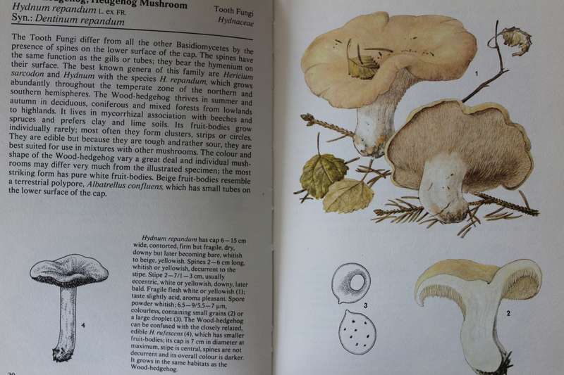 Mushrooms and Fungi Hamlyn colour guides
