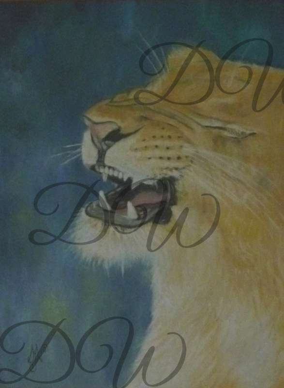 Lioness print size A3 (unframed)