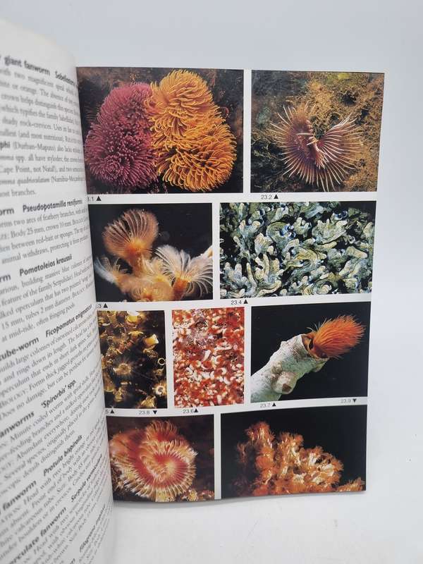 Two Oceans - G M Branch, C  L Griffiths | A Guide to the Marine Life of Southern Africa