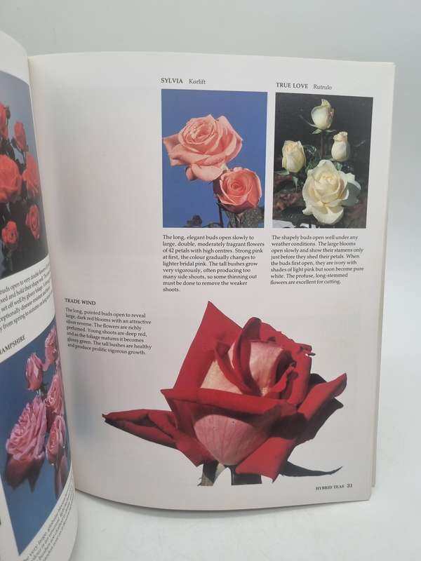Rose Growing in South Africa - Zoe Gilbert