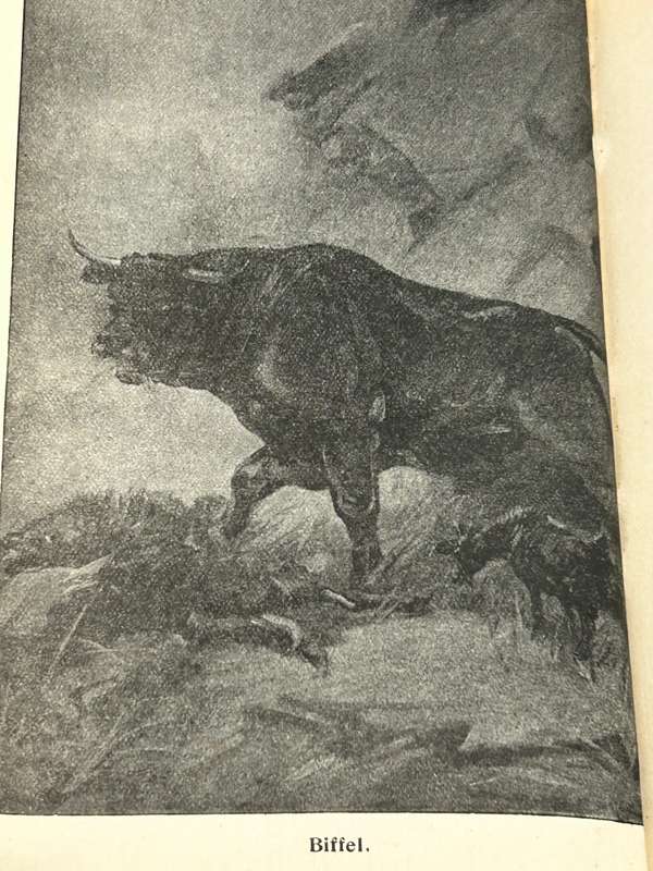 Biffel - The Story of a Trek Ox by Stanley Portal Hyatt