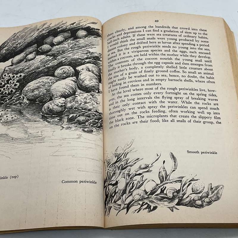 The Edge of the Sea by Rachel Carson