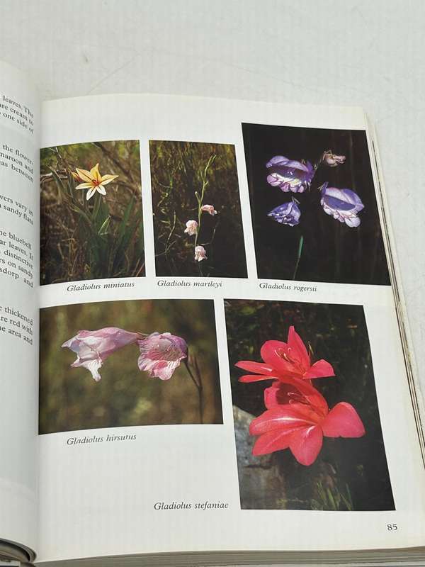 Southern Overberg ~ South African Wild Flower Guide 8