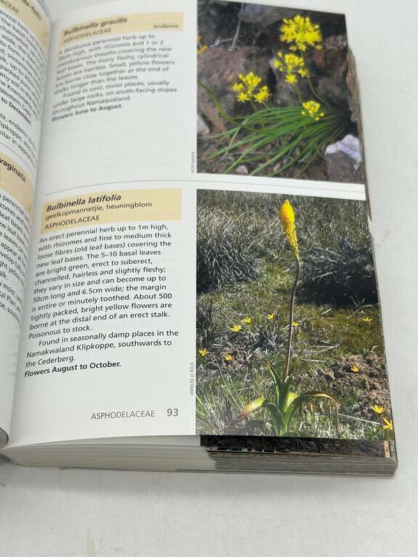 Wild flowers of Namaqualand - Annelise le Roux