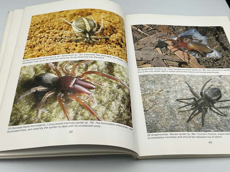 Southern African Spiders ~ An Identification Guide - Martin R Filmer | Illustrated by Linda Duigan