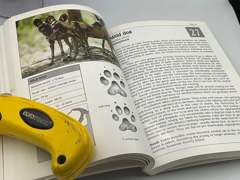 Southern Africa's Mammals: A Field Guide | Robin Frandsen