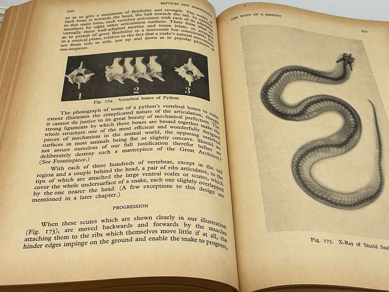 The Reptiles and Amphibians of Southern Africa - Walter Rose