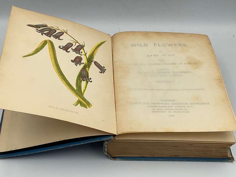 Wild Flowers Volume I - Anne Pratt 1893  | Ninety-six Plates Printed in Colour