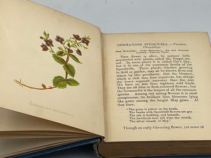 Wild Flowers Volume I - Anne Pratt 1893  | Ninety-six Plates Printed in Colour