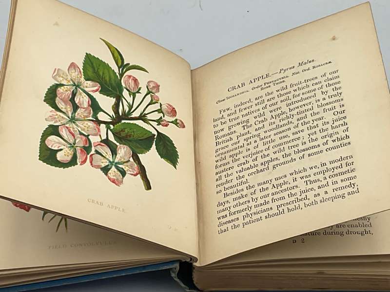 Wild Flowers Volume I - Anne Pratt 1893  | Ninety-six Plates Printed in Colour