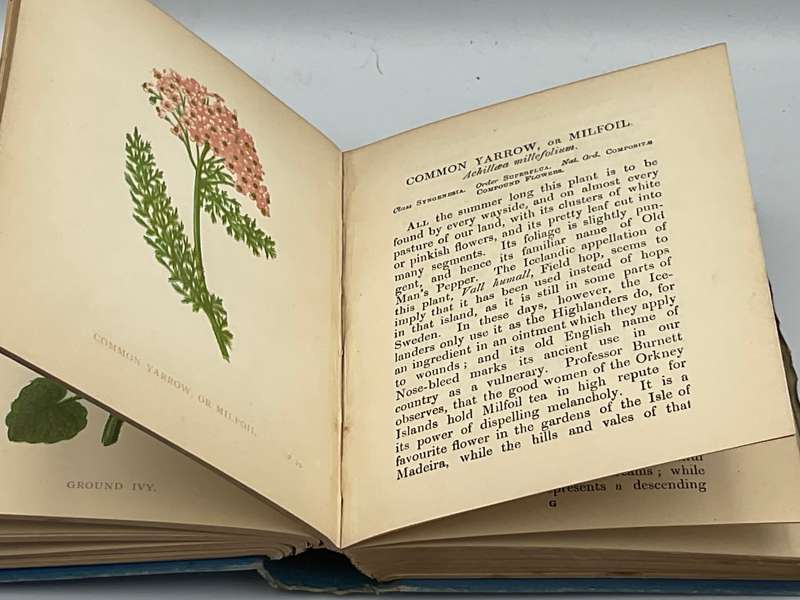 Wild Flowers Volume I - Anne Pratt 1893  | Ninety-six Plates Printed in Colour