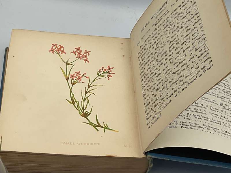 Wild Flowers Volume I - Anne Pratt 1893  | Ninety-six Plates Printed in Colour
