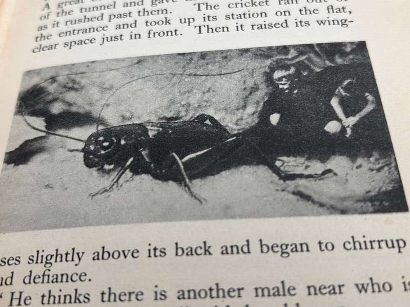 The Strange Old Man by SH Skaife | Signed First Edition with great photos of kids with giant insects