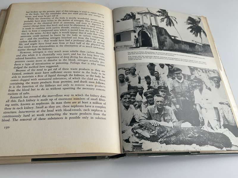 High Tide by Professor JLB Smith | Signed by Margaret M Smith