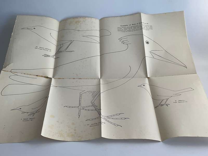 Land and Sea Birds of the South West Cape by R C Bolster