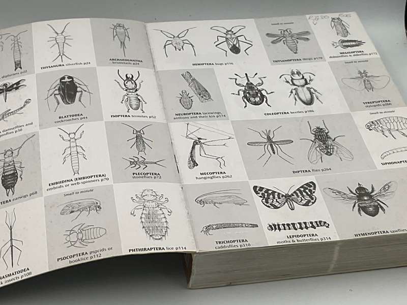 Field Guide to Insects of South Africa - Mike Picker, Charles Griffiths and Alan Weaving