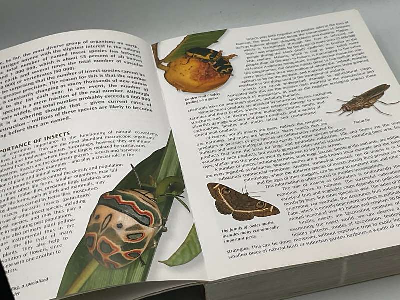 Field Guide to Insects of South Africa - Mike Picker, Charles Griffiths and Alan Weaving