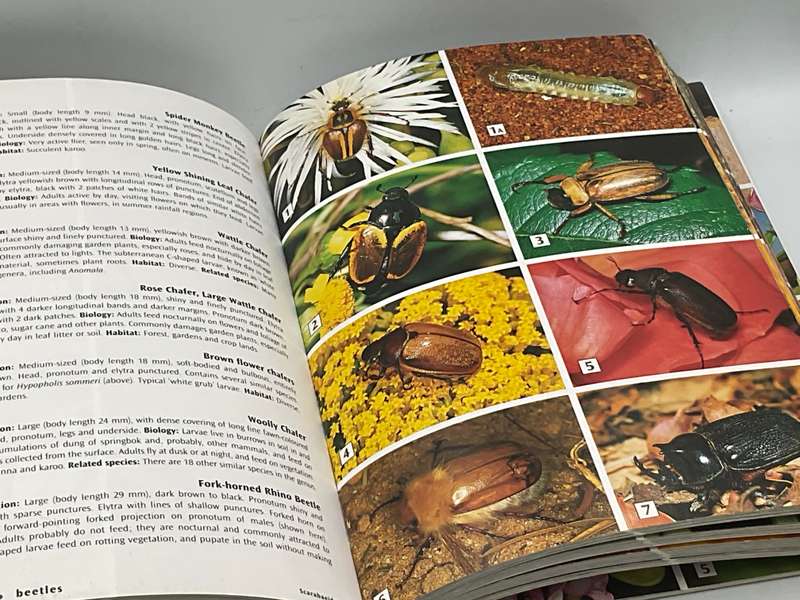 Field Guide to Insects of South Africa - Mike Picker, Charles Griffiths and Alan Weaving