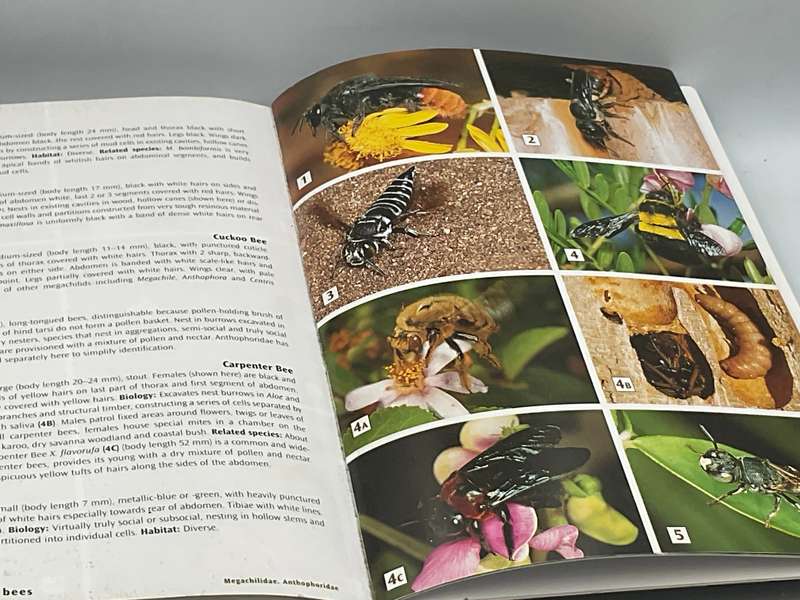 Field Guide to Insects of South Africa - Mike Picker, Charles Griffiths and Alan Weaving