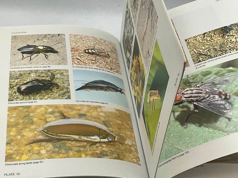 Field Guide to Insects of the Kruger National Park: Over 150 Groups Described and Illustrated Colour