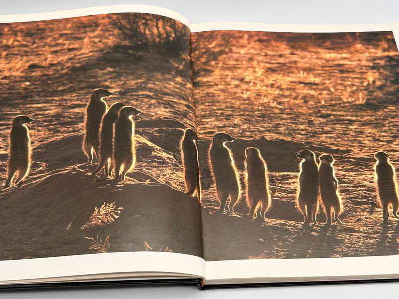 Meerkat Valley - Alain Degre and Sylvie Robert