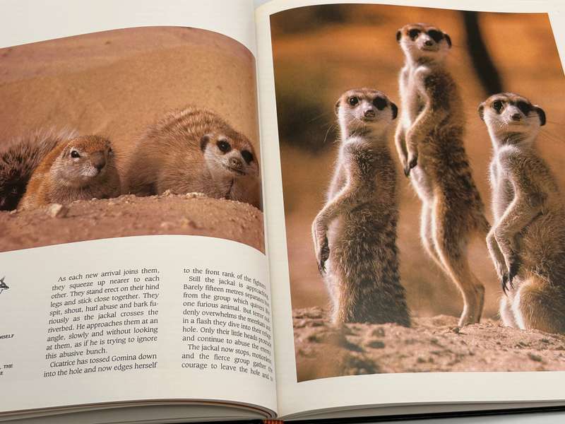 Meerkat Valley - Alain Degre and Sylvie Robert