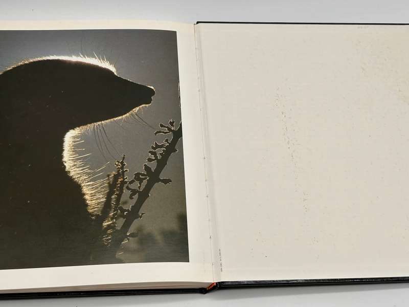 Meerkat Valley - Alain Degre and Sylvie Robert