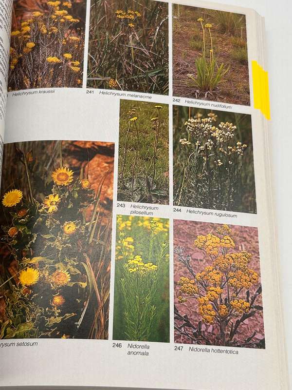 Field Guide To The Wild Flowers Of The Highveld - Braam Van Wyk & Sasa Malan