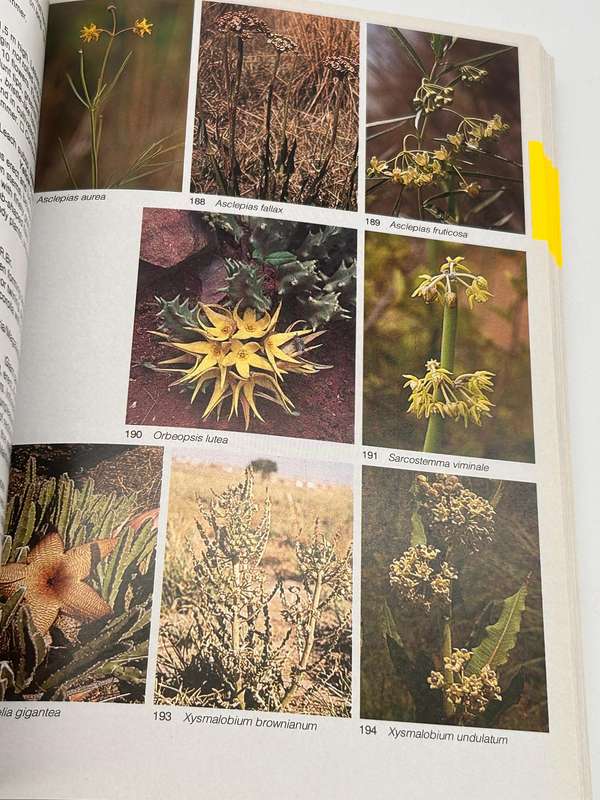 Field Guide To The Wild Flowers Of The Highveld - Braam Van Wyk & Sasa Malan
