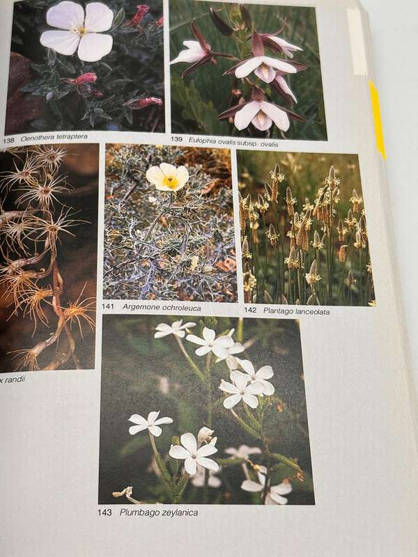 Field Guide To The Wild Flowers Of The Highveld - Braam Van Wyk & Sasa Malan