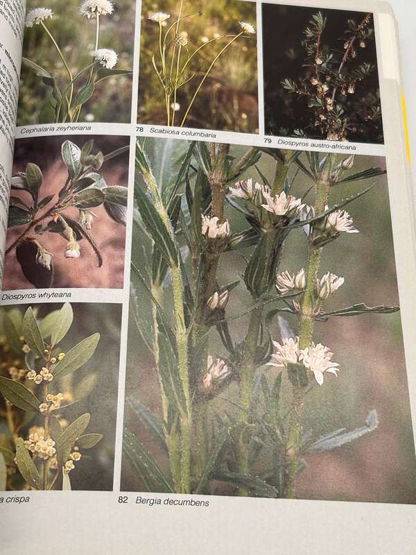 Field Guide To The Wild Flowers Of The Highveld - Braam Van Wyk & Sasa Malan