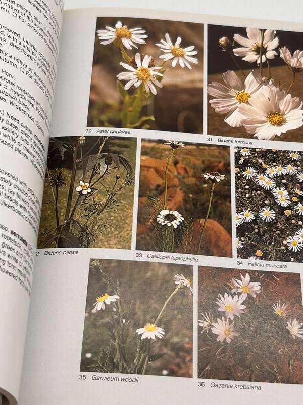 Field Guide To The Wild Flowers Of The Highveld - Braam Van Wyk & Sasa Malan