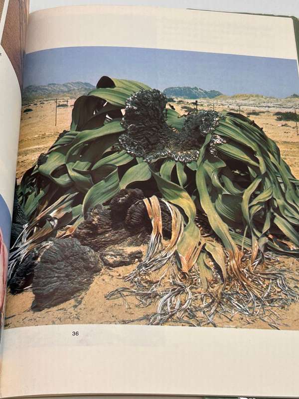 Welwitschia: Paradox of a parched paradise by Chris H Bornman