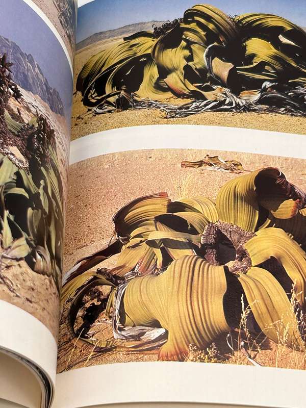 Welwitschia: Paradox of a parched paradise by Chris H Bornman