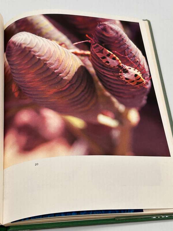 Welwitschia: Paradox of a parched paradise by Chris H Bornman