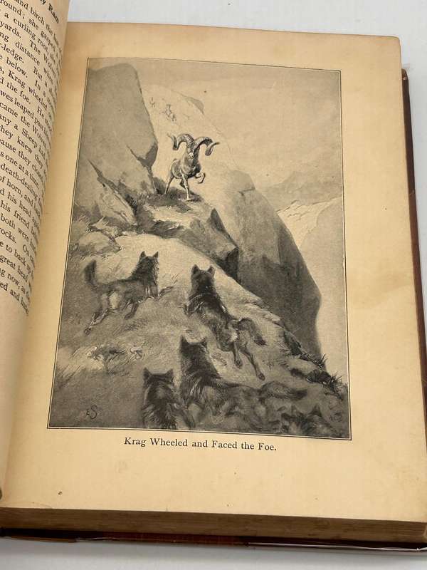 Lives of the Hunted ~ Ernest Thompson Seton 1911 |  Doings of Five Quadrupeds & Three Birds