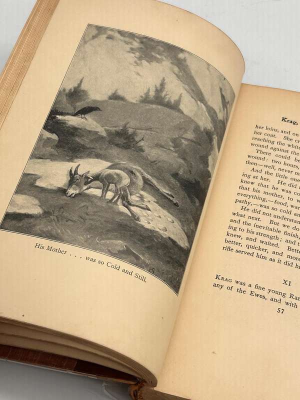 Lives of the Hunted ~ Ernest Thompson Seton 1911 |  Doings of Five Quadrupeds & Three Birds