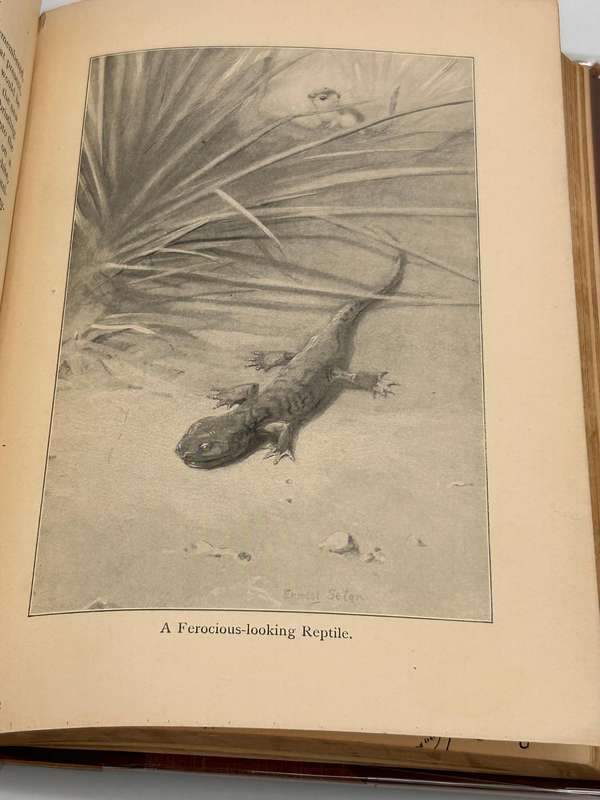 Lives of the Hunted ~ Ernest Thompson Seton 1911 |  Doings of Five Quadrupeds & Three Birds