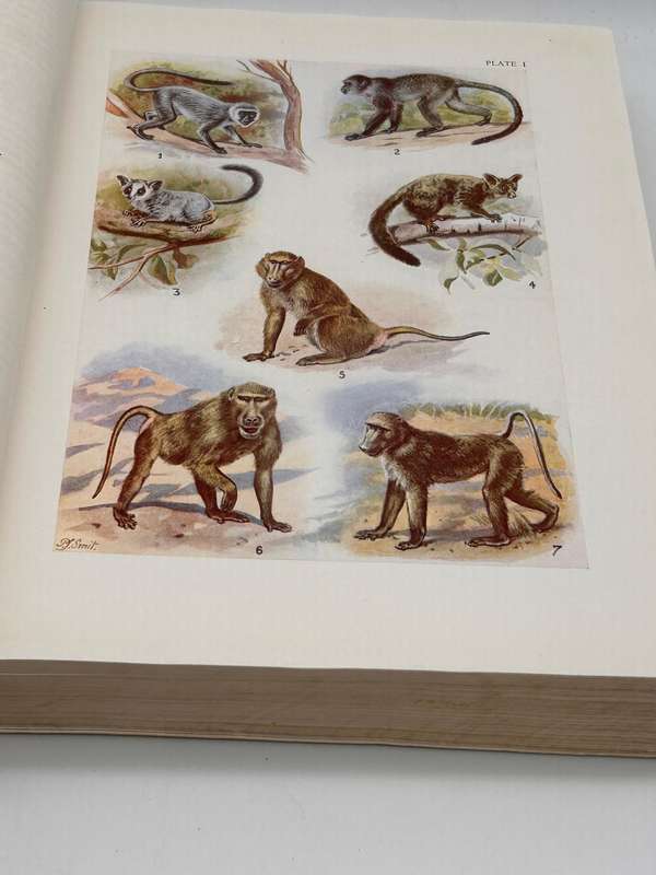 The Mammals of South Africa by Austin Roberts | Poor cover internally fine Research Copy 1951