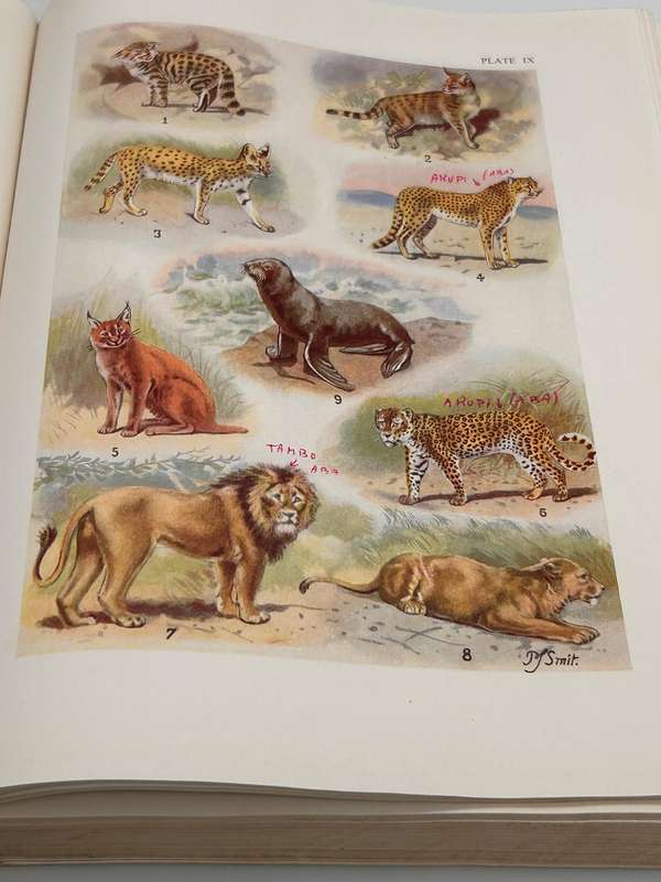 The Mammals of South Africa by Austin Roberts | Poor cover internally fine Research Copy 1951