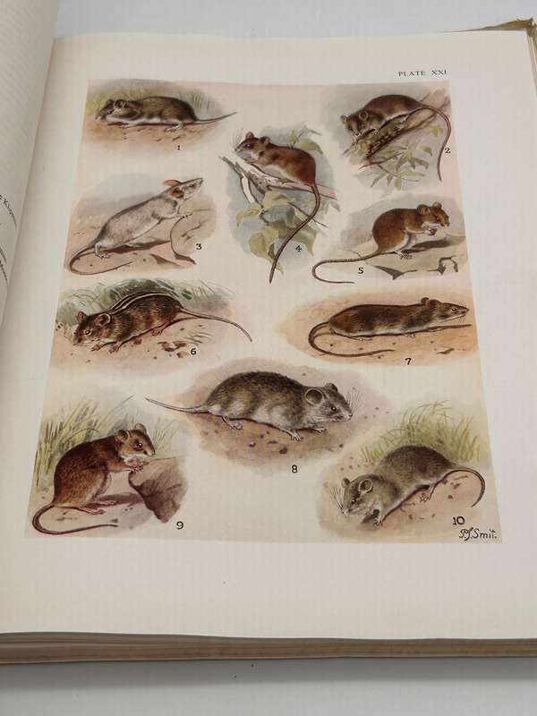 The Mammals of South Africa by Austin Roberts | Poor cover internally fine Research Copy 1951