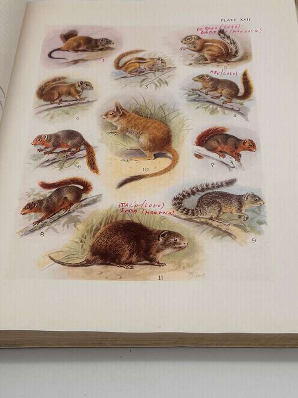 The Mammals of South Africa by Austin Roberts | Poor cover internally fine Research Copy 1951