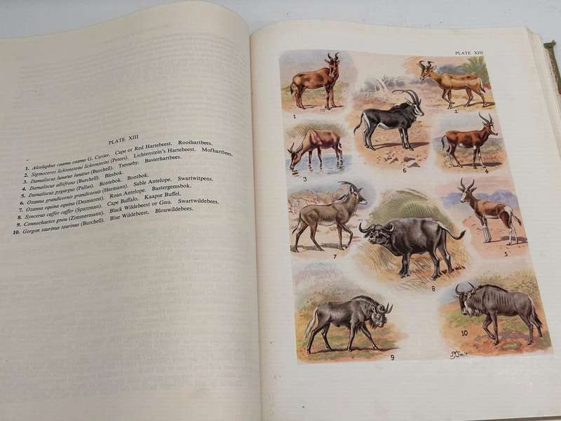 The Mammals of South Africa by Austin Roberts | First Edition 1951