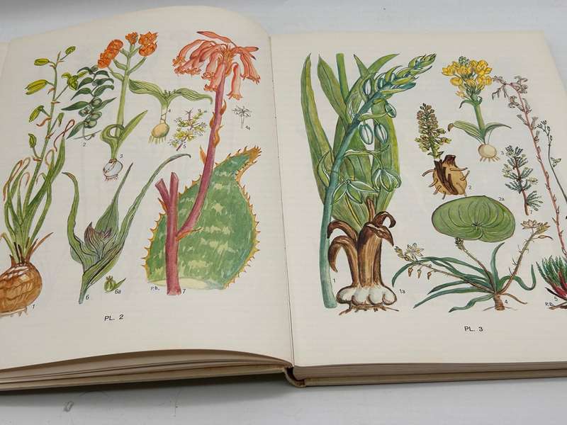 Flowering Plants of the Southern Cape by Pauline Bohnen